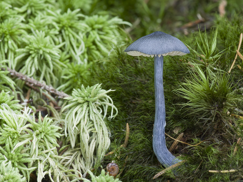 Entoloma nitidum